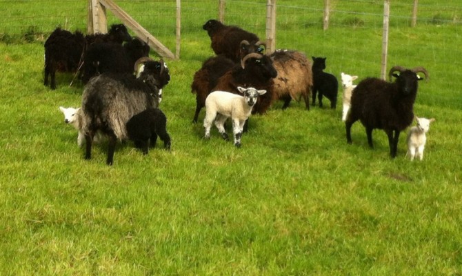 On the farm June & July