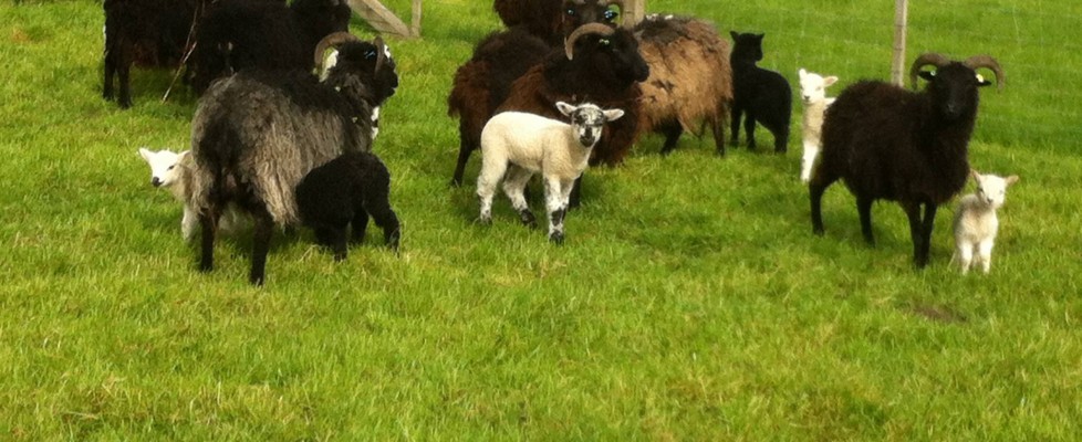 kids-sheep