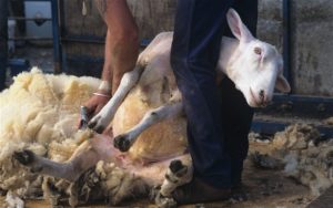sheep-shearing_2112332b1