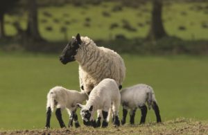 1219636 sheep - Copy