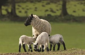 1219636 sheep - Copy